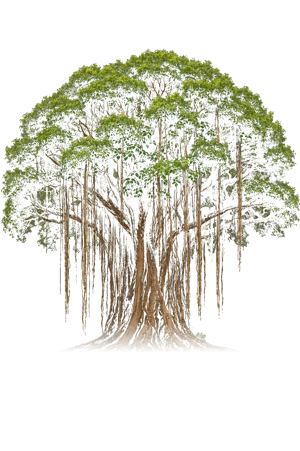Arbre centrafricain